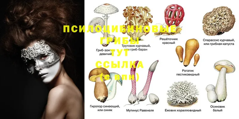 hydra ТОР  продажа наркотиков  Мариинск  Псилоцибиновые грибы Psilocybine cubensis 